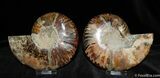 Phenominal Cut and Polished Ammonite #378-2